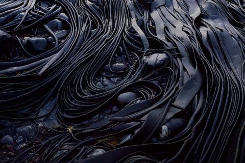 A close-up photograph of masses of black kelp.