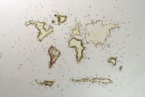 A still from a film in which ants eat a map of the world made of honey.