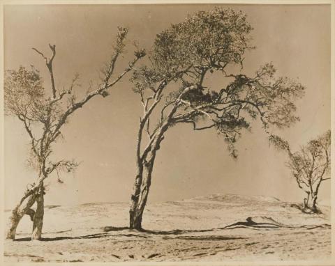 Artwork (Landscape with trees) this artwork made of Gelatin silver photograph on paper, created in 1930-01-01