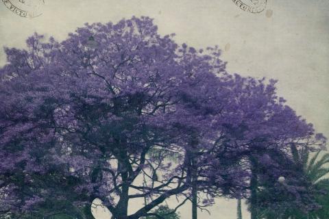 The cover of a magazine called The Queenslander depicts a large jacaranda tree in bloom.