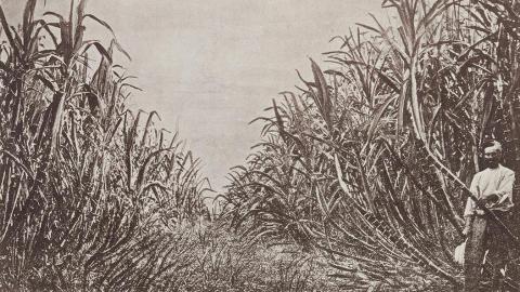 A sepia photo of a man standing in a sugar cane field