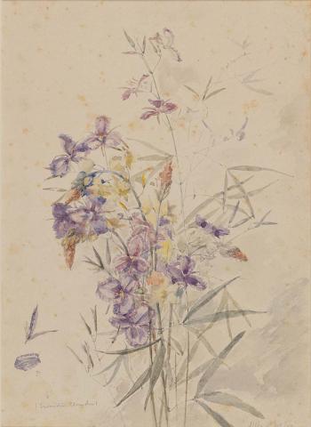 Artwork Trisanotus clianthus, Alpha this artwork made of Watercolour over pencil on wove paper, created in 1883-01-01