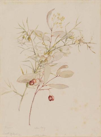 Artwork Native cherry bushes, Lanark this artwork made of Watercolour over pencil on wove paper, created in 1884-01-01