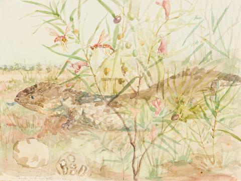 Artwork Shingle-back lizard and native fuschia this artwork made of Watercolour over pencil on wove paper, created in 1884-01-01