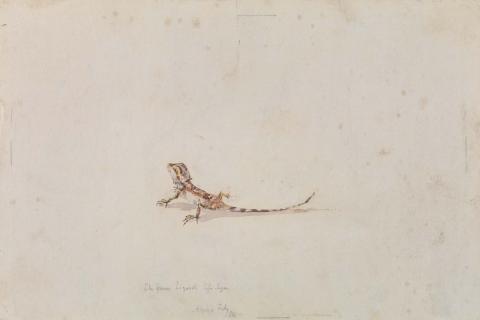 Artwork The gem lizard, life size this artwork made of Watercolour over pencil on wove paper, created in 1884-01-01