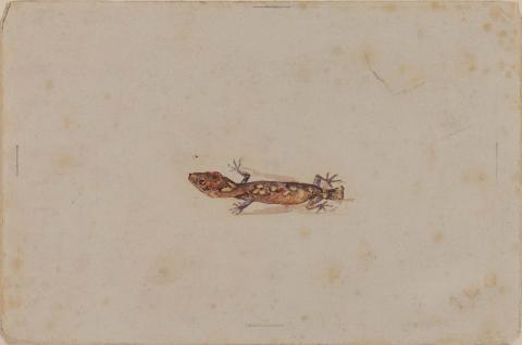 Artwork (Gecko) this artwork made of Watercolour over pencil on wove paper, created in 1883-01-01