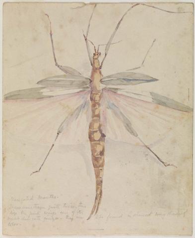 Artwork Variegated mantis this artwork made of Watercolour over pencil on wove paper, created in 1883-01-01