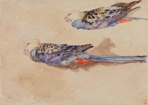 Artwork Two parrots (unfinished) this artwork made of Watercolour over pencil on wove paper, created in 1883-01-01