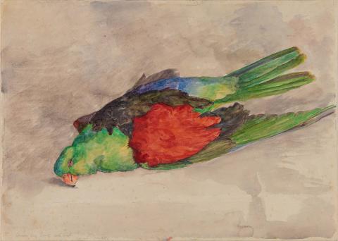 Artwork Crimson winged parrot, cockbird this artwork made of Watercolour over pencil