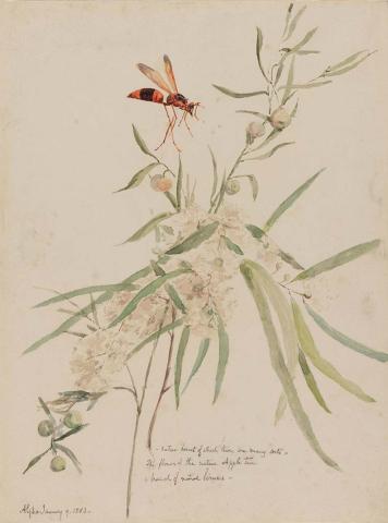 Artwork Native hornet, native apple tree and native limes this artwork made of Watercolour over pencil on wove paper, created in 1883-01-01