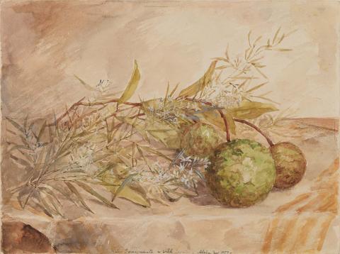 Artwork Native pomegranate and wild jasmin this artwork made of Watercolour over pencil on wove paper, created in 1883-01-01