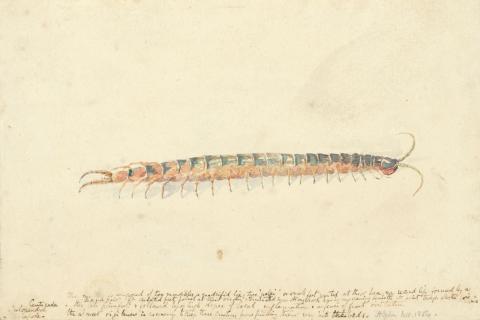 Artwork Centipede this artwork made of Watercolour on wove paper, created in 1884-01-01