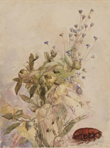 Artwork (Native pomegranates, blue cornflowers and bush cockroach) this artwork made of Watercolour over pencil on wove paper, created in 1883-01-01