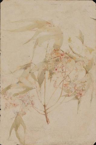 Artwork Native flowers this artwork made of Watercolour over pencil on wove paper, created in 1884-01-01