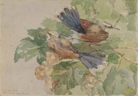 Artwork Mutton birds (sic), a corner of vine this artwork made of Watercolour over pencil on wove paper, created in 1884-01-01