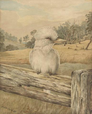 Artwork White kookaburra this artwork made of Watercolour over pencil on smooth wove paper, created in 1890-01-01