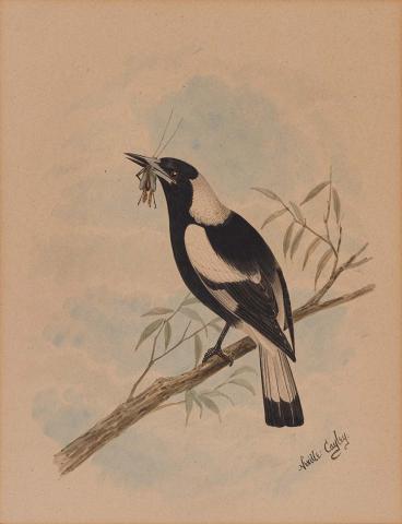 Artwork Blackbacked magpie (on a willow branch with a grasshopper in its beak) this artwork made of Watercolour on wove paper