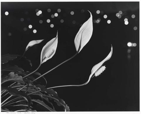 Artwork Hawaiian lilies at night this artwork made of Bromoil photograph
