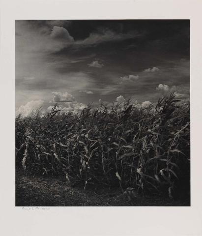 Artwork Wind in the corn this artwork made of Bromoil photograph on paper, created in 1948-01-01