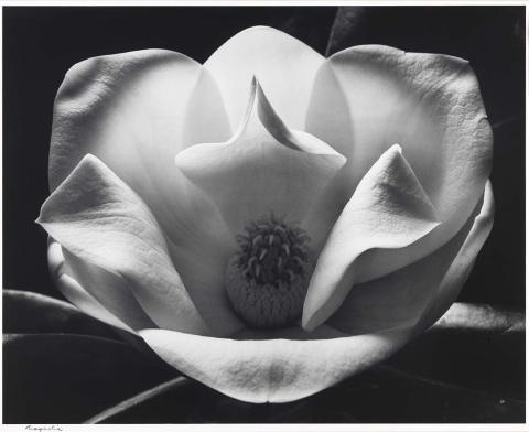Artwork Magnolia this artwork made of Bromoil photograph on paper, created in 1983-01-01