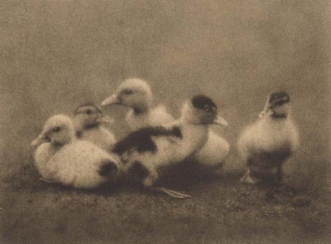 Artwork Ducklings this artwork made of Bromoil photograph on paper on card, created in 1926-01-01