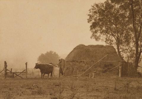 Artwork (Landscape with haystack and cow) this artwork made of Gelatin silver photograph, sepia-toned on paper, created in 1935-01-01