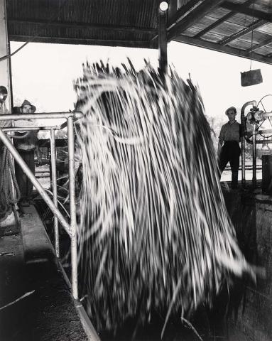 Artwork Unloading cane, Queensland this artwork made of Gelatin silver photograph on paper, created in 1950-01-01