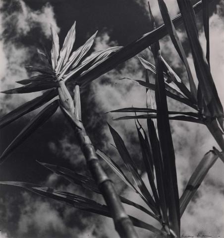 Artwork Sugar cane, Queensland, September this artwork made of Gelatin silver photograph