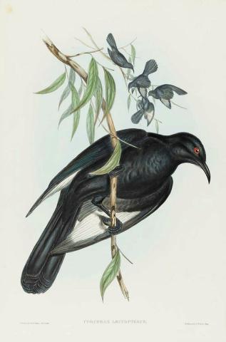 Artwork Corcorax leucopterus (White-winged Chough) (from 'The birds of Australia' series) this artwork made of Lithograph, hand-coloured on paper, created in 1840-01-01