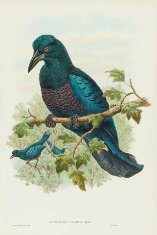 Artwork Manucodia comrii (Curl-crested Manucode) (from 'The birds of New Guinea and the adjacent Papuan Islands' series) this artwork made of Lithograph, hand-coloured on paper, created in 1875-01-01