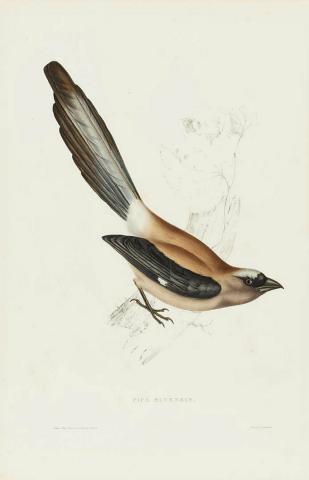 Artwork Pica Sinensis (from 'The birds of the Himalaya Mountains' series) this artwork made of Lithograph, hand-coloured on paper, created in 1831-01-01