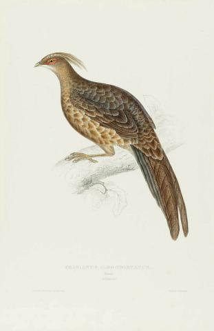 Artwork Phasianus albo-cristatus (female) (from 'The birds of the Himalaya Mountains' series) this artwork made of Lithograph, hand-coloured on paper, created in 1831-01-01