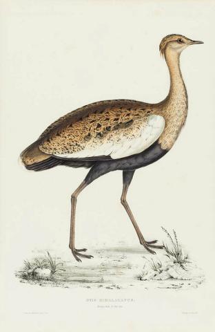 Artwork Otis Himalayanus (young male) (from 'The birds of the Himalaya Mountains' series) this artwork made of Lithograph, hand-coloured on paper, created in 1831-01-01