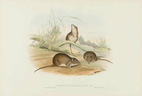 Artwork Antechinus leucogaster (White-bellied Antechinus) (from 'The mammals of Australia' series) this artwork made of Lithograph, hand-coloured on paper, created in 1845-01-01