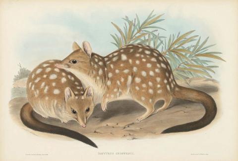 Artwork Dasyurus Geoffroyi (Geoffroy's Dasyurus) (from 'The mammals of Australia' series) this artwork made of Lithograph, hand-coloured on paper, created in 1845-01-01