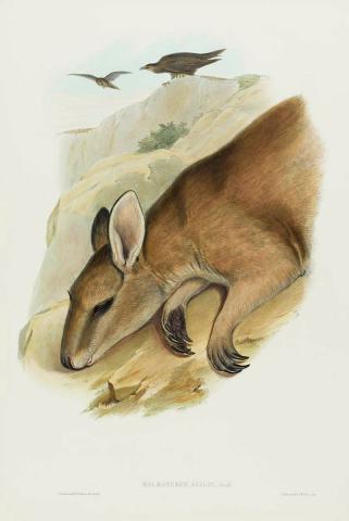 Artwork Halmaturus agilis (Agile Wallaby) (from 'The mammals of Australia' series) this artwork made of Lithograph, hand-coloured on paper, created in 1845-01-01