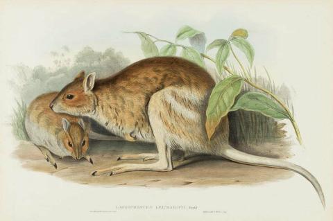 Artwork Lagorchestes Leichardti (Leichardt's Hare-Kangaroo) (from 'The mammals of Australia' series) this artwork made of Lithograph, hand-coloured on paper, created in 1845-01-01