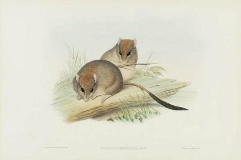 Artwork Hapalotis penicillata (Pencil-tailed Hapalotis) (from 'The mammals of Australia' series) this artwork made of Lithograph, hand-coloured on paper, created in 1845-01-01