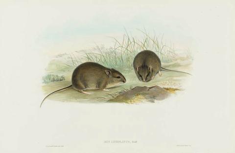 Artwork Mus lineolatus (Plain Rat) (from 'The mammals of Australia' series) this artwork made of Lithograph, hand-coloured on paper, created in 1845-01-01
