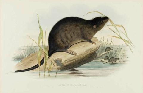Artwork Hydromys fuliginosus (Sooty Beaver-Rat) (from 'The mammals of Australia' series) this artwork made of Lithograph, hand-coloured on paper, created in 1845-01-01