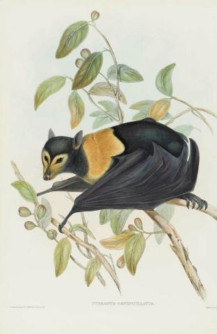 Artwork Pteropus conspicillatus (Spectacled Vampire) (from 'The mammals of Australia' series) this artwork made of Lithograph, hand-coloured on paper, created in 1845-01-01