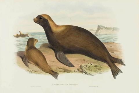 Artwork Arctocephalus lobatus (Cowled Seal) (from 'The mammals of Australia' series) this artwork made of Lithograph, hand-coloured on paper, created in 1845-01-01