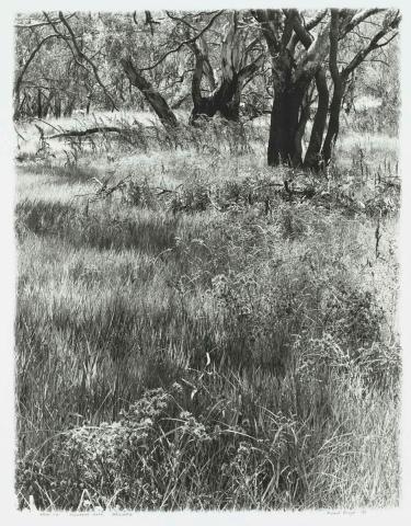 Artwork Billabong Creek, Jerilderie this artwork made of Gelatin silver photograph on paper, created in 1986-01-01