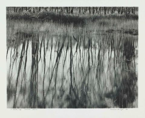 Artwork Swamp, Amity this artwork made of Gelatin silver photograph on paper, created in 1986-01-01