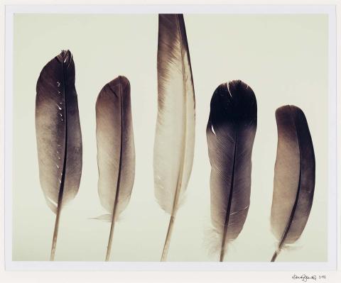 Artwork (Feathers) (from 'Found objects from the landscape' series) this artwork made of Polaroid photograph on paper, created in 1992-01-01