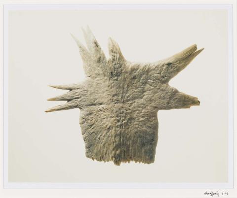 Artwork (Breastbone of tortoise) (from 'Found objects from the landscape' series) this artwork made of Polaroid photograph on paper, created in 1992-01-01