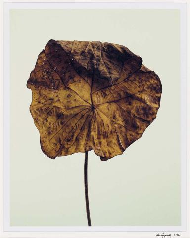 Artwork (Leaf) (from 'Found objects from the landscape' series) this artwork made of Polaroid photograph on paper, created in 1992-01-01