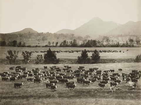 Artwork (Hereford cattle, Coochin Coochin, Fassifern Region) this artwork made of Gelatin silver photograph on paper, created in 1912-01-01