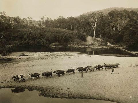 Artwork (Barron River, Cairns Region) this artwork made of Gelatin silver photograph on paper, created in 1912-01-01