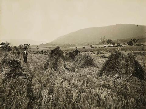 Artwork (Wheat fields, Killarney) this artwork made of Gelatin silver photograph on paper, created in 1912-01-01